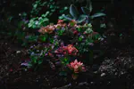 Phoenix - Using a Theme - simplifies Light/Dark Mode
