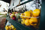 Rails: Table Filtering & Sorting (Article 1 of 2)